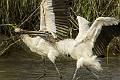 image by Kirms Photography Wood Storks-6